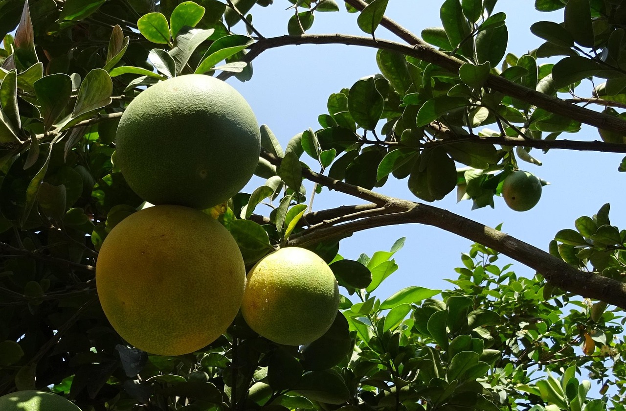 Fruit Grapefruit Ripe Free photo on Pixabay Pixabay