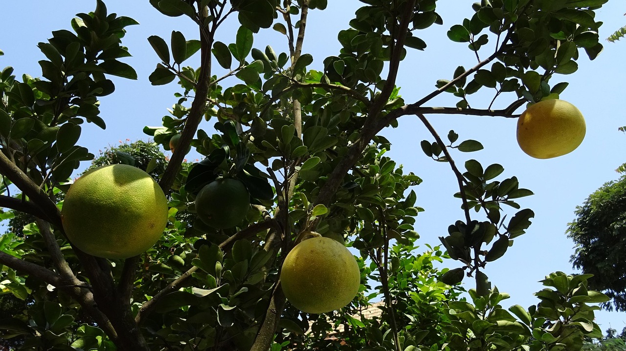 Fruit Grapefruit Ripe Free photo on Pixabay Pixabay
