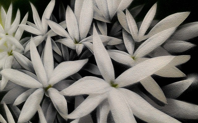 Blomstrer, Natur, Blomst, Planter