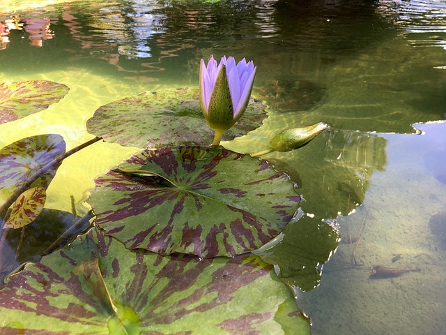 Free Waterlily Bloom photo and picture