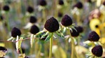 ordinary sonnenhut, rudbeckia fulgida, faded