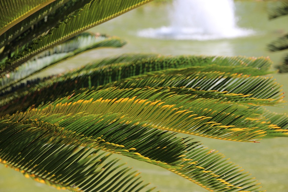 Sykas Tree Tsikas The Cycads Cycas - Free photo on Pixabay - Pixabay