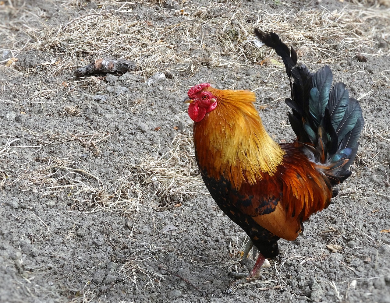 Page 29 - 3,000+ HD Rooster Pictures & Images for Free - Pixabay