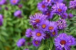 aster, smooth aster, aster laevis
