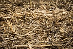 straw, agriculture, strawy