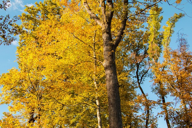 Free Forest Fall photo and picture