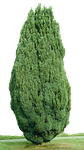 cypress, isolated, periwinkle