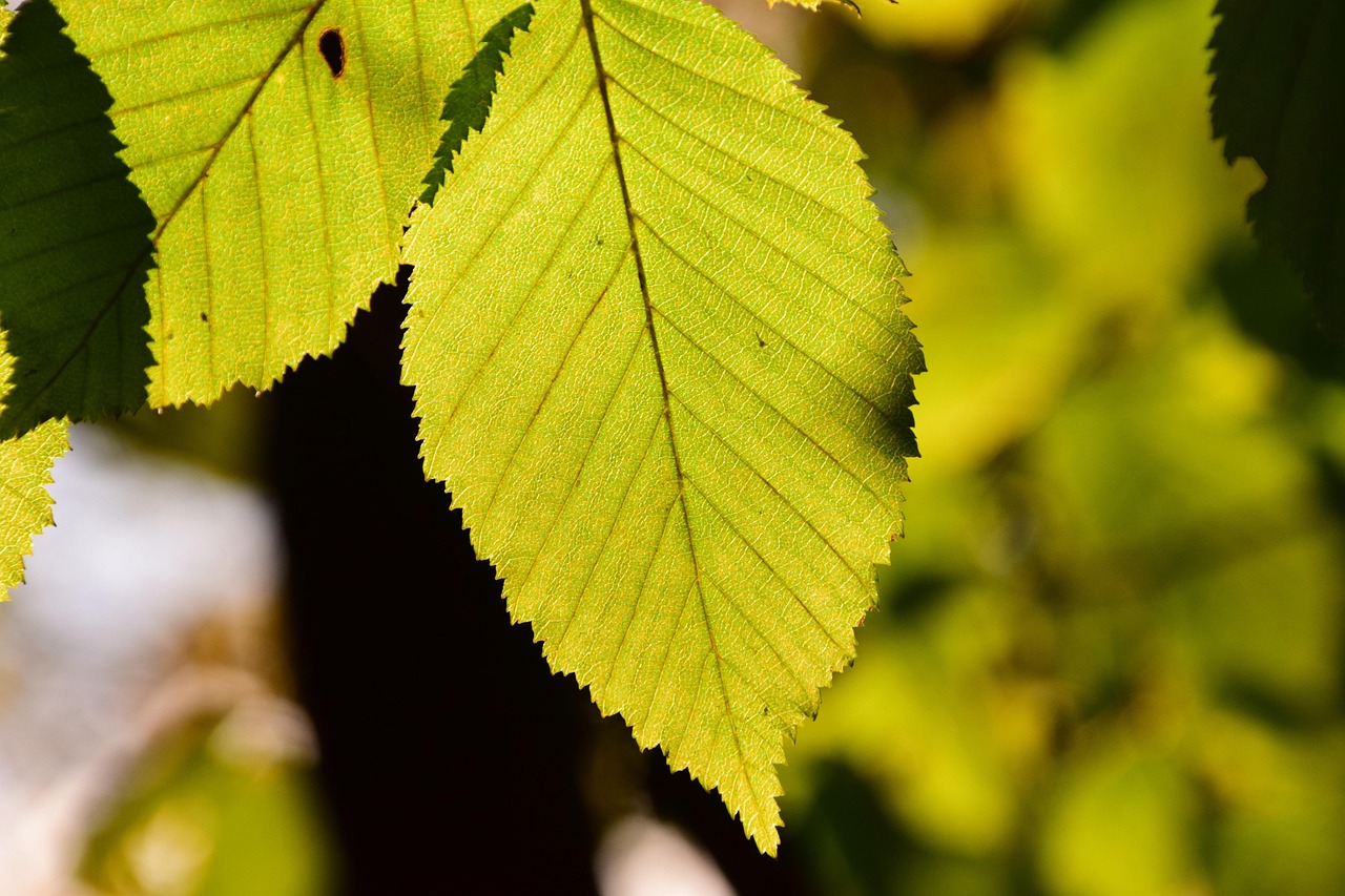 l-v-gr-n-ljus-gratis-foto-p-pixabay-pixabay