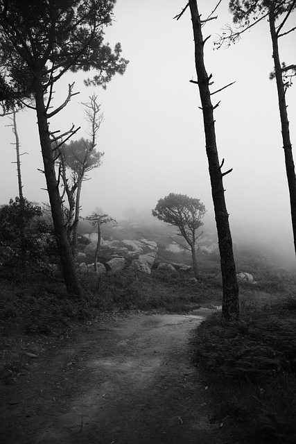 Free Black And White Trees photo and picture