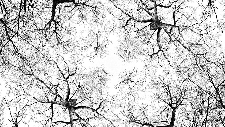 树 结 吠 - Pixabay上的免费照片 - Pixabay
