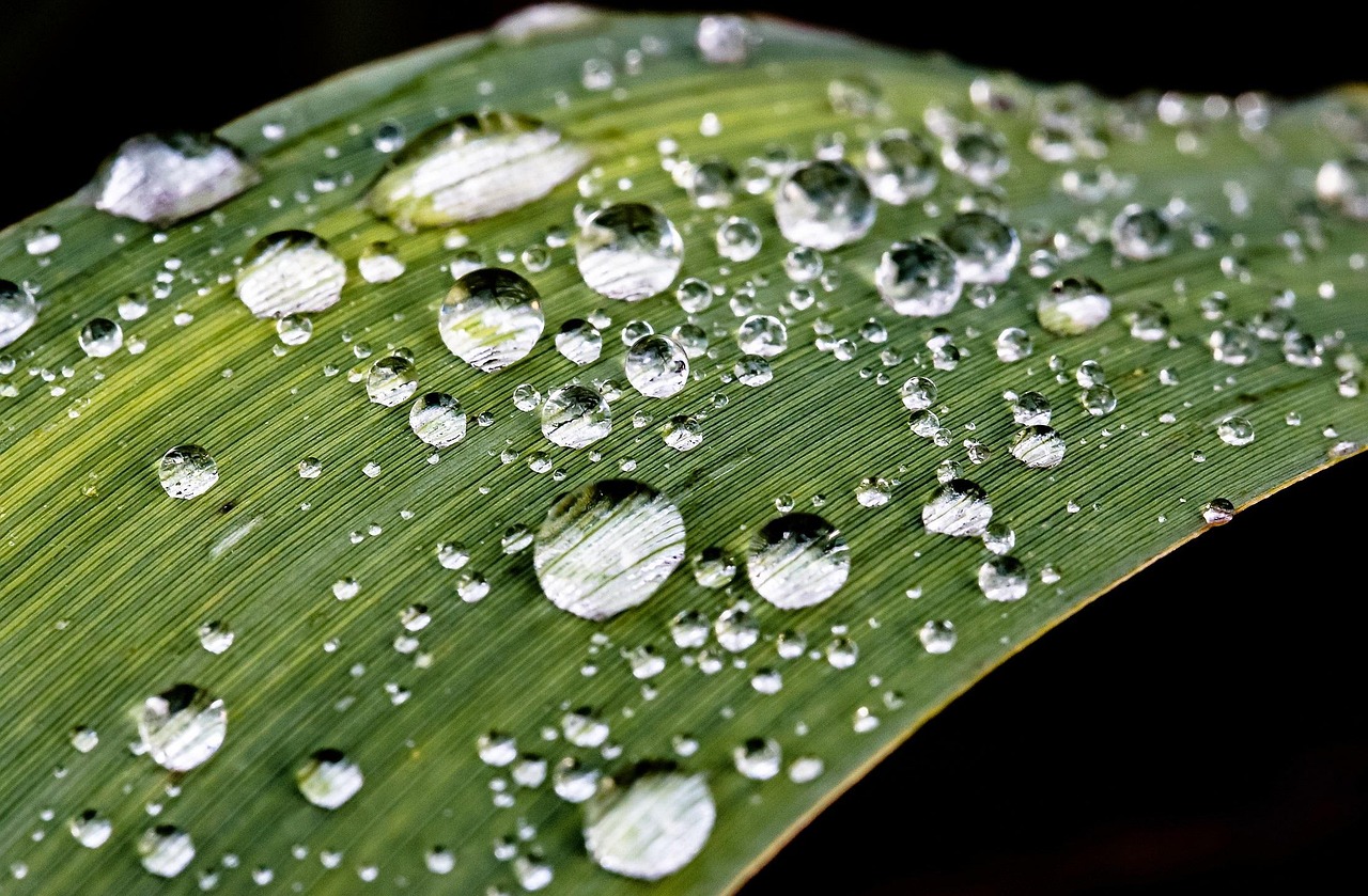 Goutte De Pluie Gouttes Photo Gratuite Sur Pixabay Pixabay Goutte De Pluie Gouttes Photo Gratuite Sur Pixabay Pixabay