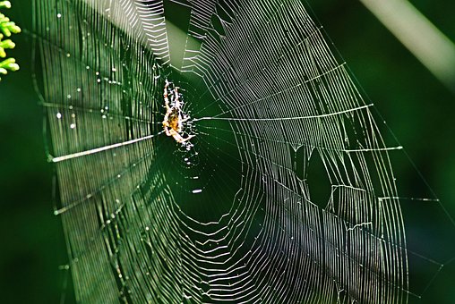 Free Web Spider photo and picture
