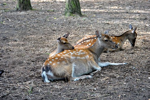 Free Zoo Roe Deer photo and picture