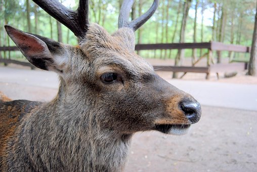 Free Zoo Deer photo and picture