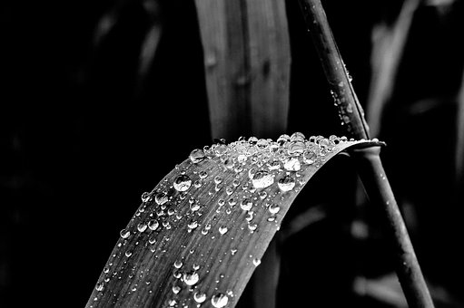 Drop Of Water, Rain, Reed Leaf
