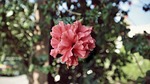pink, flower, green