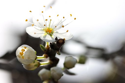 Flor Blackthorn, Primavera, Planta