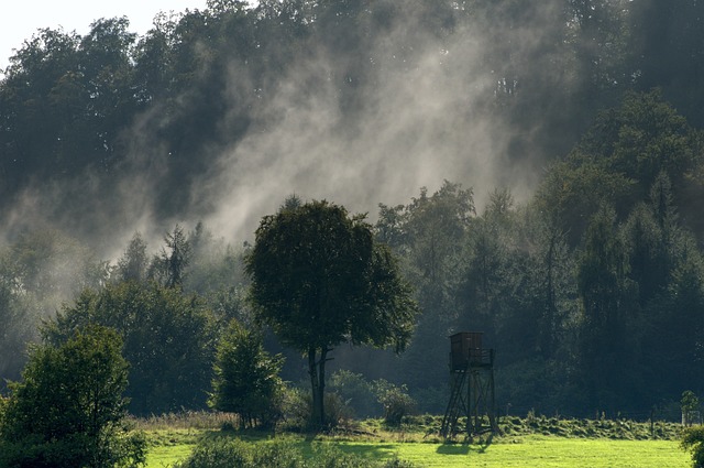 Free Forest Fog photo and picture