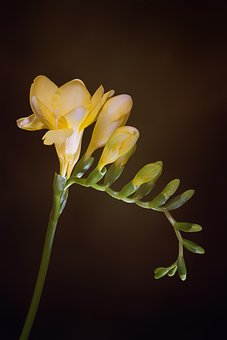 花, 黄色の花, フリージア, 黄色のフリージア, 退屈です, 切り花