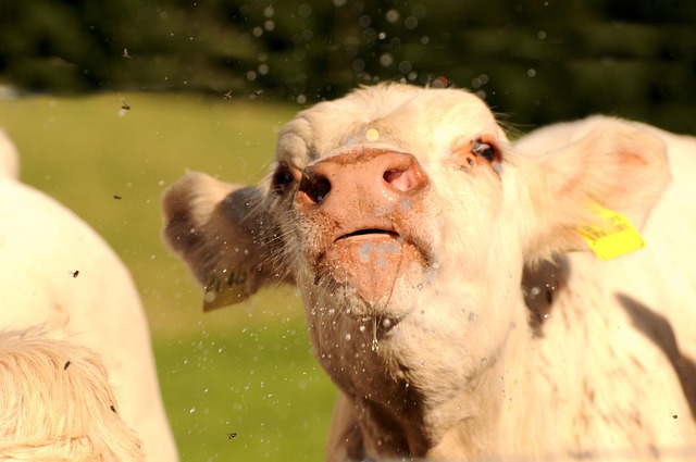 Free Beef White photo and picture