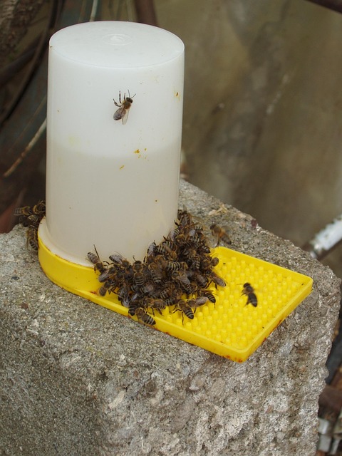 Free Syrup Bees photo and picture