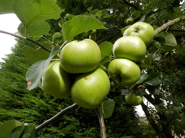 Free Apples Tree photo and picture