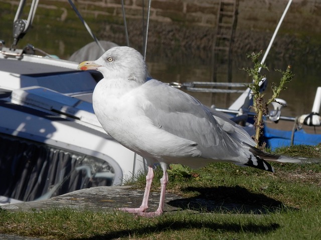 Free Seagull Gull photo and picture