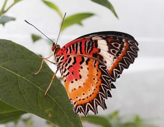 Free Butterfly Insect photo and picture