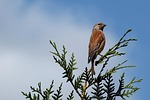 hedge, linnet, bird