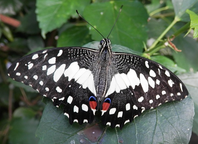Free Butterfly Insect photo and picture