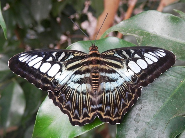 Free Butterfly Insect photo and picture