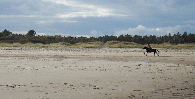 Free Beach Sand photo and picture