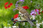 animal, bird, buchfink young