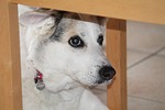 dog, mestizo, senior