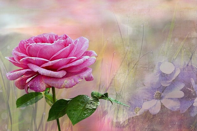 Free plant nature rose illustration