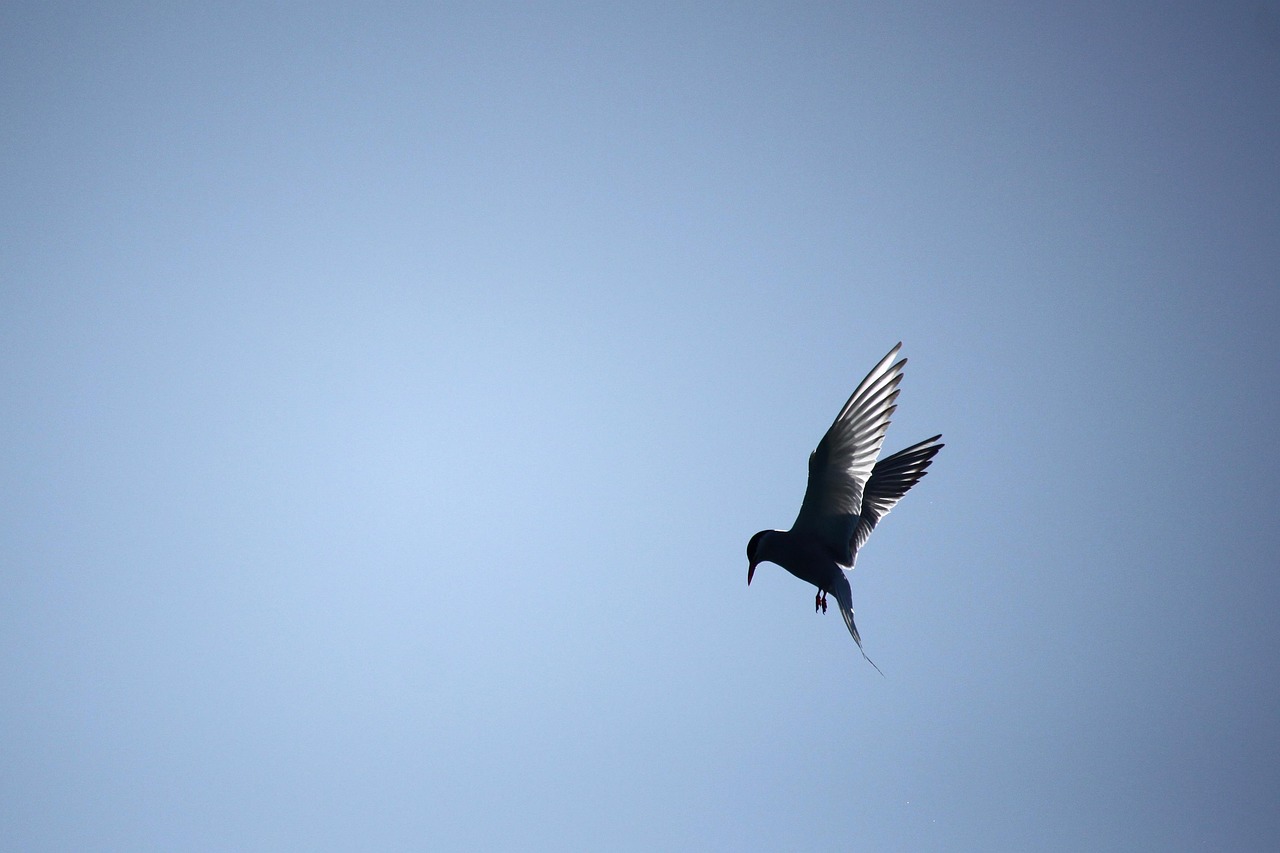 Fish Tern - free online jigsaw puzzle photo
