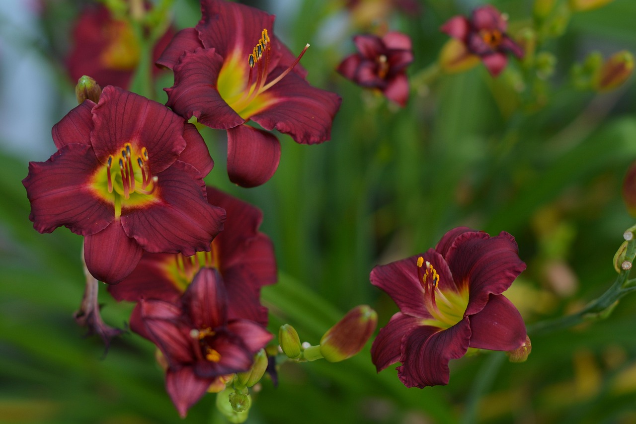 Lilly Flower Dark Red Free photo on Pixabay Pixabay
