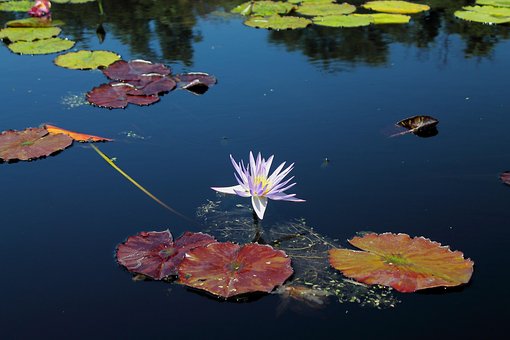 Free Waterlilly Flower Background photo and picture
