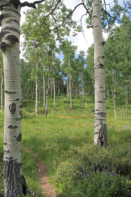 Free Colorado Aspen Grove photo and picture