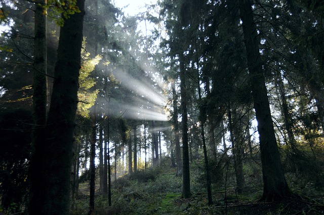 Free Forest Sunbeam photo and picture