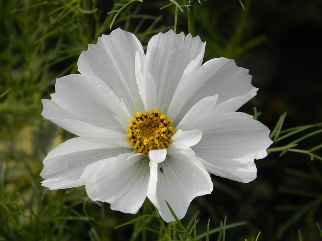 Free Cosmos Flower photo and picture