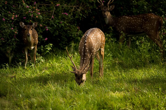 Free Deer Wildlife photo and picture