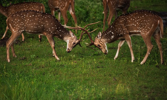 Free Deer Fight photo and picture
