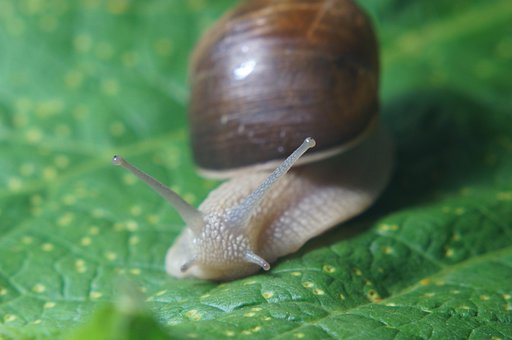 Snegl, Øje, Salat, Sensor, Tæt Op, Makro