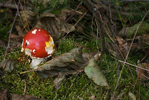 Free Amanita Muscaria Mushroom photo and picture