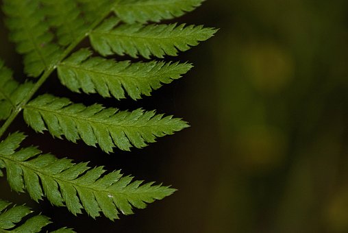 Free Macro Fern photo and picture