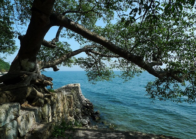 Yunnan, Fuxian-Meer, Meer, Oude Boom