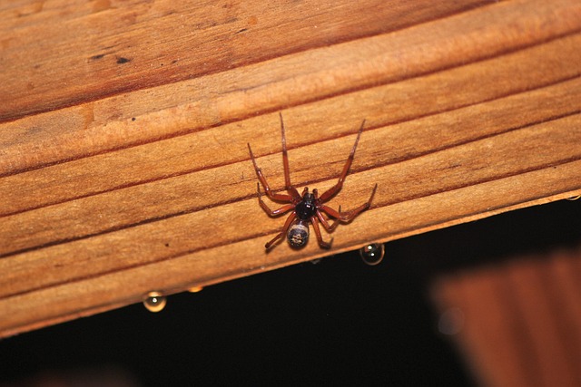 Free Spider Brown Widow photo and picture