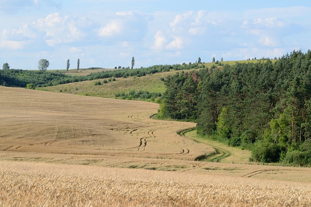 Granen, Veld, Tarwe, Landbouw, Natuur