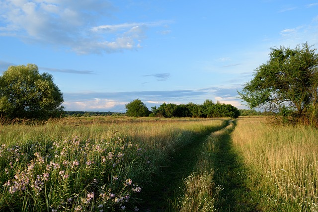 Road, Natuur, Landschap, Veld